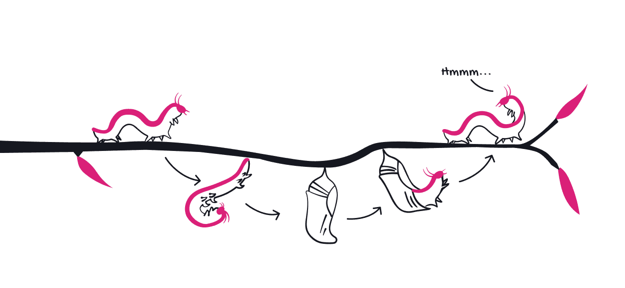 Where are the butterflies